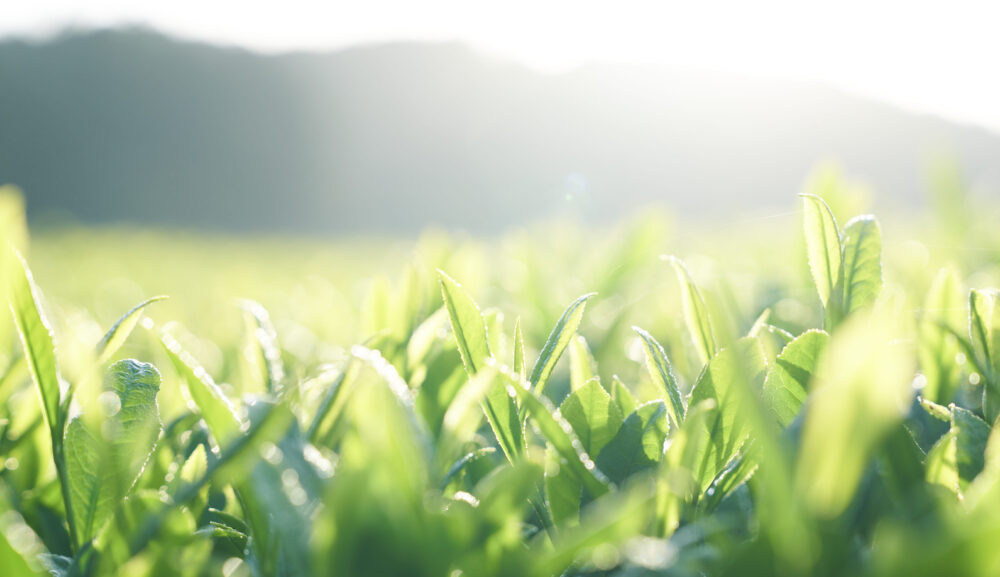 【号外！】有機デカフェ緑茶がお得な6袋セットで登場🍃