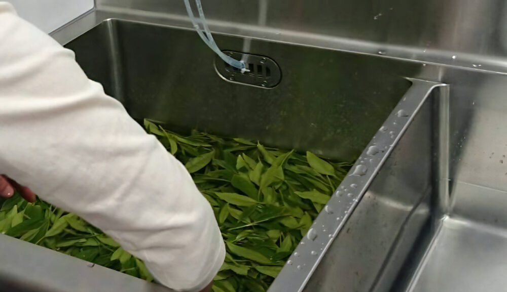 カフェインを除去した緑茶を製造中です